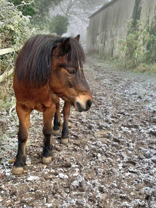 Willa Bluebell Annexe Little Grandsen Zewnętrze zdjęcie