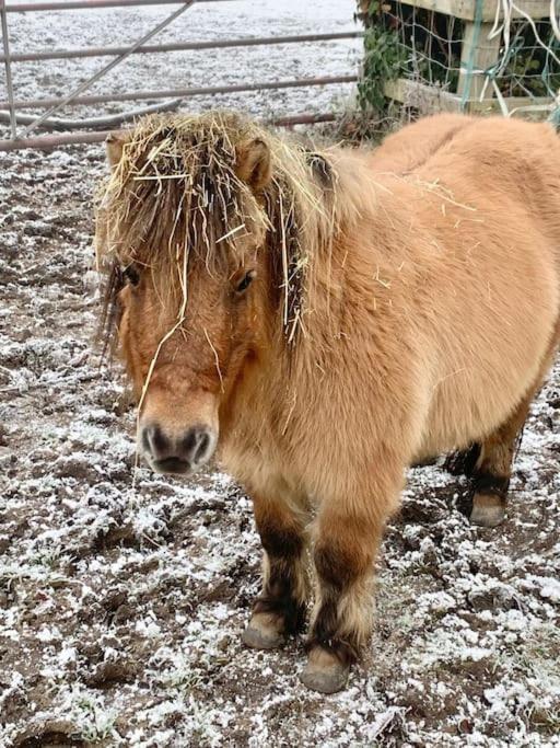 Willa Bluebell Annexe Little Grandsen Zewnętrze zdjęcie